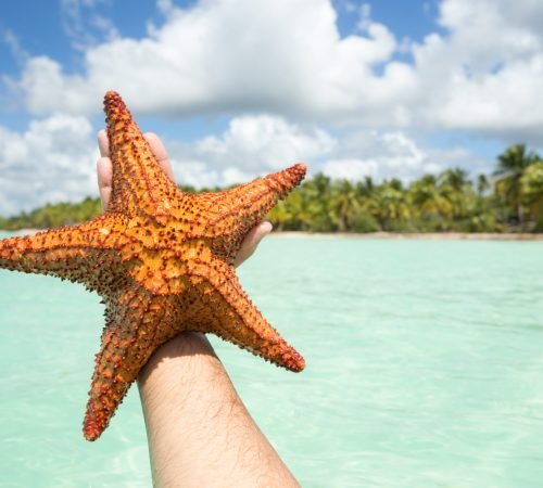 Sea Star from Saona Island in Punta Cana, Dominican Republic