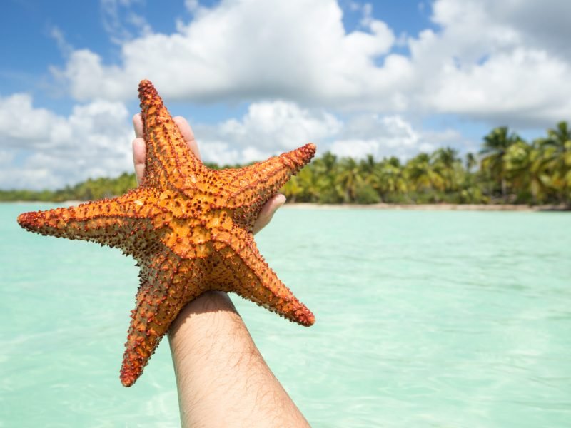 Sea Star from Saona Island in Punta Cana, Dominican Republic